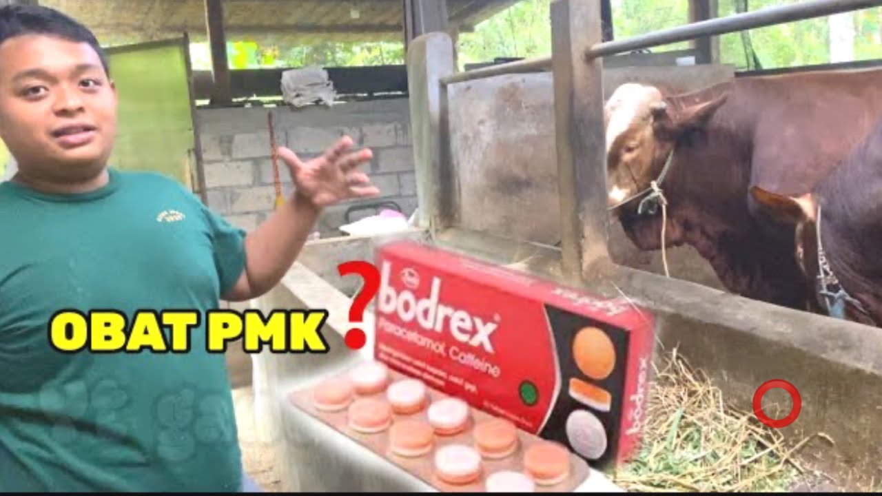 PETERNAK INI MENDAPAT OBAT YANG TIDAK DIDUGA ⁉️ ( PMK )