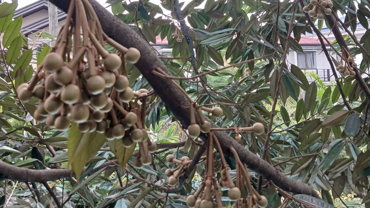 Ang Daming bulaklak yung Durian natin 