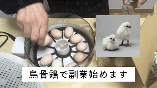 part1 素人が真剣に烏骨鶏で副業始めます。孵化機に有精卵をセットします！