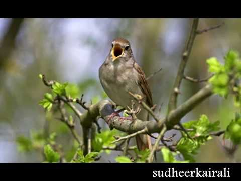 Poem by Sugathakumari sung by VT Murali