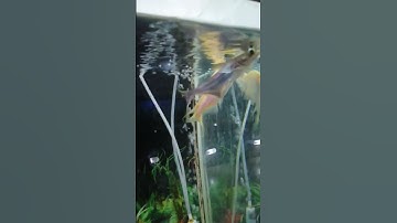 Sneyha, Arbin & Javan Fun Playing With Real Fish in Inflatable Swimming pool - Cute Sneyha