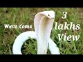 White Cobra and chicks @ Chennai.