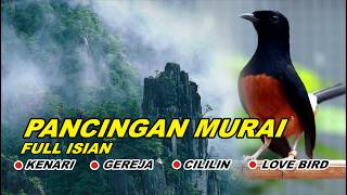 🔴 LIVE 48 - PANCINGAN MURAI BATU PAGI HARI FULL ISIAN TEMBAKAN, AMPUH MELATIH MURAI BONGKAR ISIAN