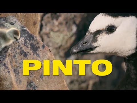 Vídeo: Os pinguins tinham 1,80m de altura?