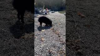 Schipperke dog very carefully buried a tiny stick