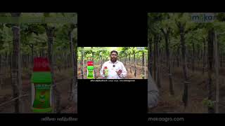 Real results speak louder than promises.Another farmer experiencing the power of Moka Agro product🍇
