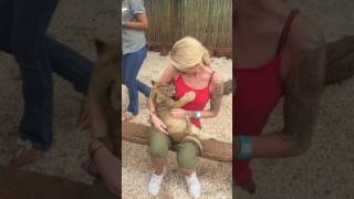 That Time The Lion Cub Tried To Breast Feed! That Time The Lion Cub Tried To Breast Feed!