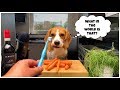 Cute DOG Reviews CARROTS | ASMR | Funny Dog Marie