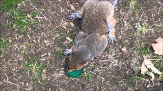 (P. 3)  The Heart-wrenching Tragedy of my Beloved Squirrel. Part 3