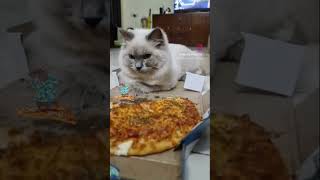 #pizzalover #mouse #weekendvibes #cheat #frodo #fantasy #adventure #catshorts #viralshorts #trending