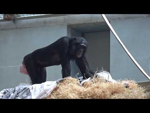 Putar Stuttgart - Bonobo
