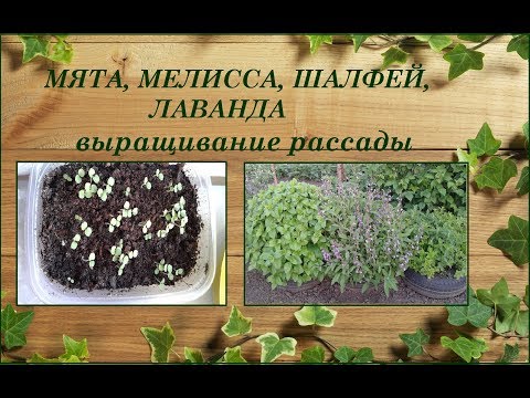Мята, мелисса, шалфей, лаванда выращивание из семян