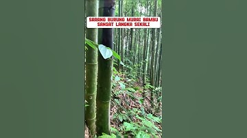 sarang burung murai bambu #burung #mangkicauoffecial #kicaumania #burungkicaudialamliar #birds #bird