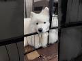 ゲージを使って休憩するサモエド犬 #dog #サモエド #サモエドスマイル #癒し #samoyed #癒し #まったり #休日