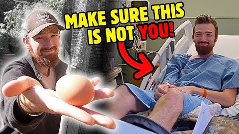 ZIJN KIPPEN IN DE TUIN VEILIG? (Hoe voorkom je dit)