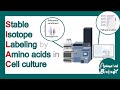 Silac  stable isotope labeling by amino acids in cell culture  applications of silac  limitations