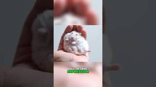 The Fascinating Experiment of Growing Mouse Embryos in Space
