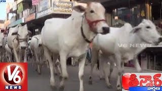 'Cow' Named Yahoo India's 'Personality of the Year' | Teenmaar News