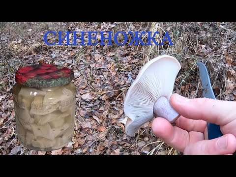 Синеножка – собираем, маринуем, новый рецепт.