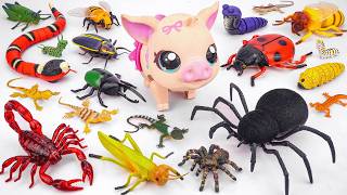 ZURU ROBO ALIVE COLLECTION | UNBOXING Robot Giant Black Spider creepers, New Robo Alive Little Pet