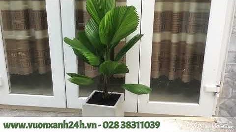 Cây cọ nhật và cách chăm sóc