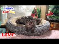 Daily update for orphaned kittens after rescued - Cat&#39;s Room Live