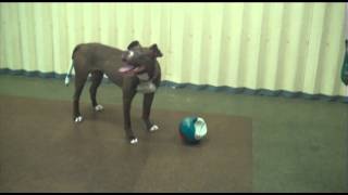 Lahna Is A Playful And Affectionate 3-Year-Old Pitbull Mix