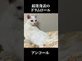 結果発表〜!! #cat #猫 #ねこ #保護猫 #shorts #猫のいる暮らし