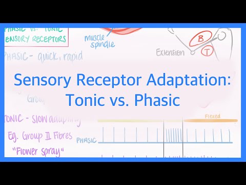 Video: Hvad er en fasisk receptor?