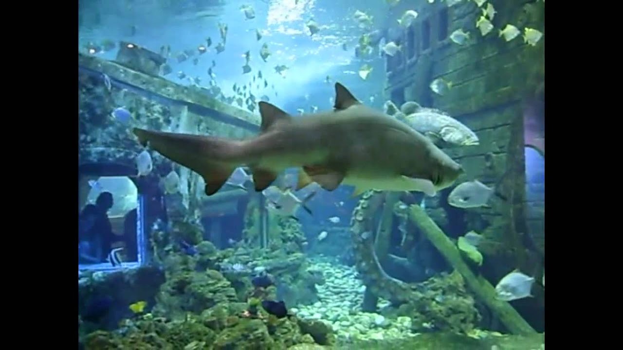 Сити-Парк ГРАД Воронеж.avi - YouTube