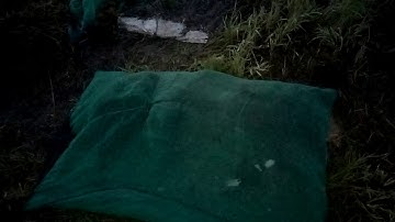 Cara memikat burung belibis pakek jaring mantap