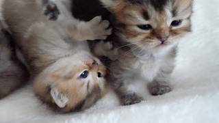 Kittens learn that being mean to others has its rewards...