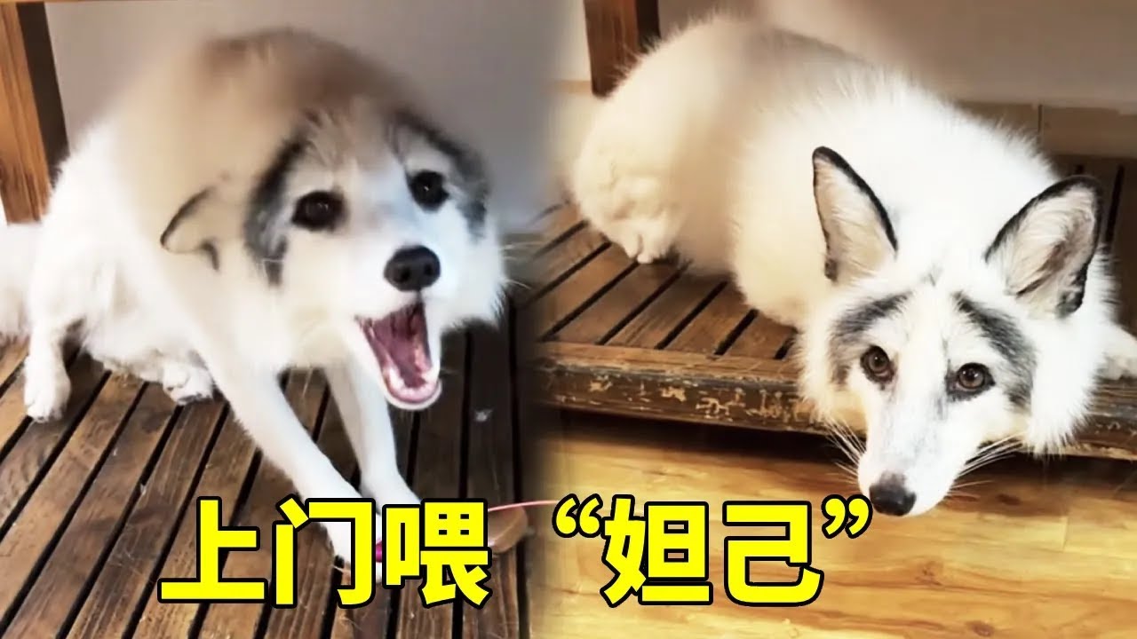 上门喂养遇到眉清目秀的小狐狸，第一次见面就吓尿了，者敏感的小心思比妲己差远了