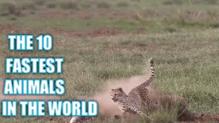 Meet The 10 Fastest Animals In The World 2023 Update