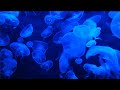 منظر قنديل البحر 🦑 للمونتاج _ فيديوهات مجانية للمونتاج _ خلفيات مجانية للمونتاج _ فيديوهات للمونتاج