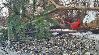 Ostdrossel GroundCam #birds #wildlife  #Ostdrossel @Ostdrossel
