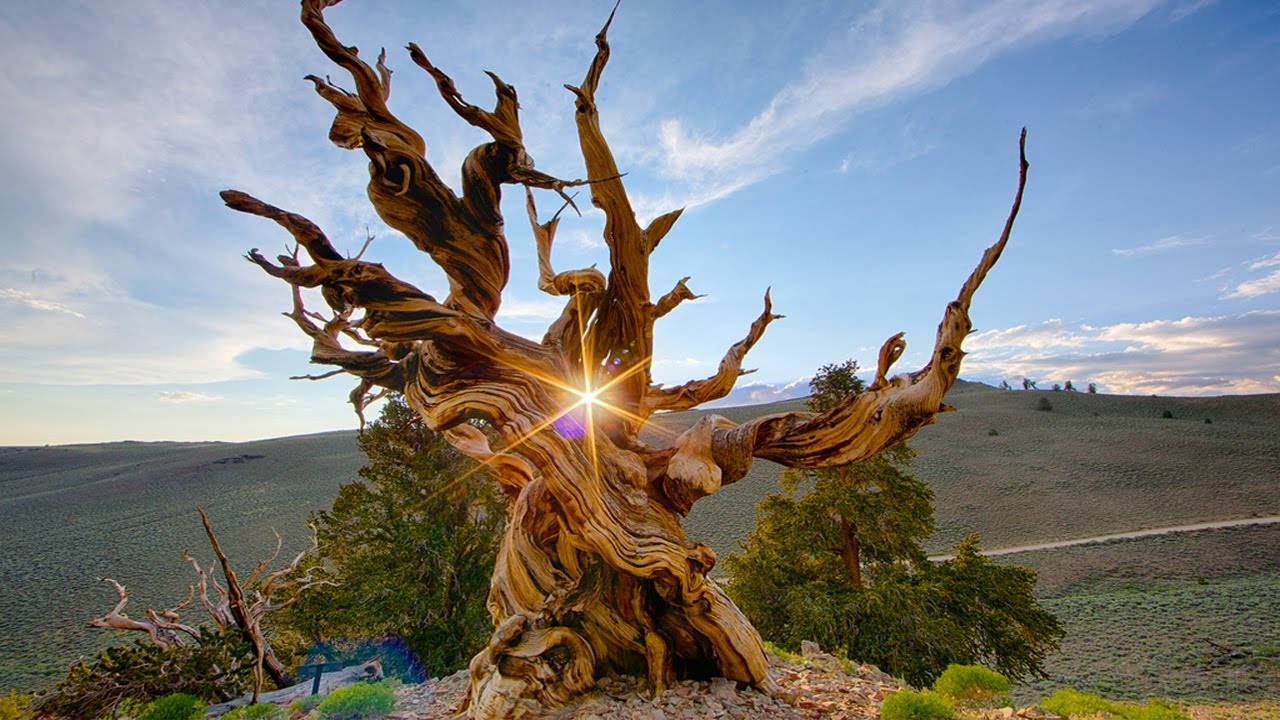 10 Cây Cổ Thụ Sống Lâu Nhất Trên Thế Giới - YouTube