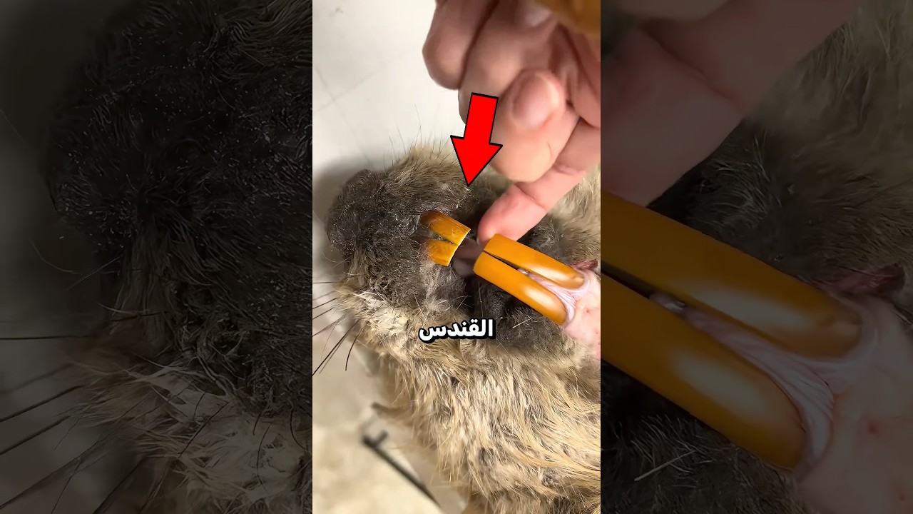 السر المرعب وراء أسنان القندس البرتقالية! 😳🦫