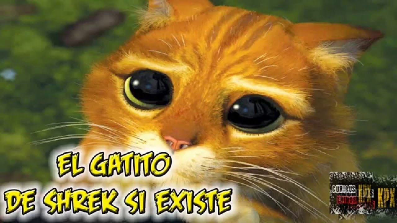 GATITO DE SHREK ¡SI EXISTE! - YouTube