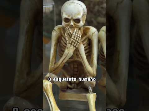 Esqueleto humano. #medicina