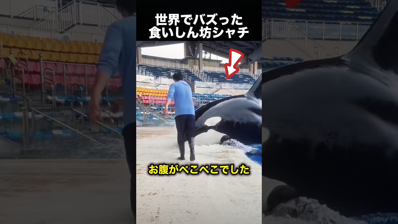 1匹じゃダメ!?食いしん坊シャチの反応が面白すぎる!