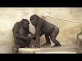 アニー&キヨマサ57 Annie&Kiyomasa child gorilla play