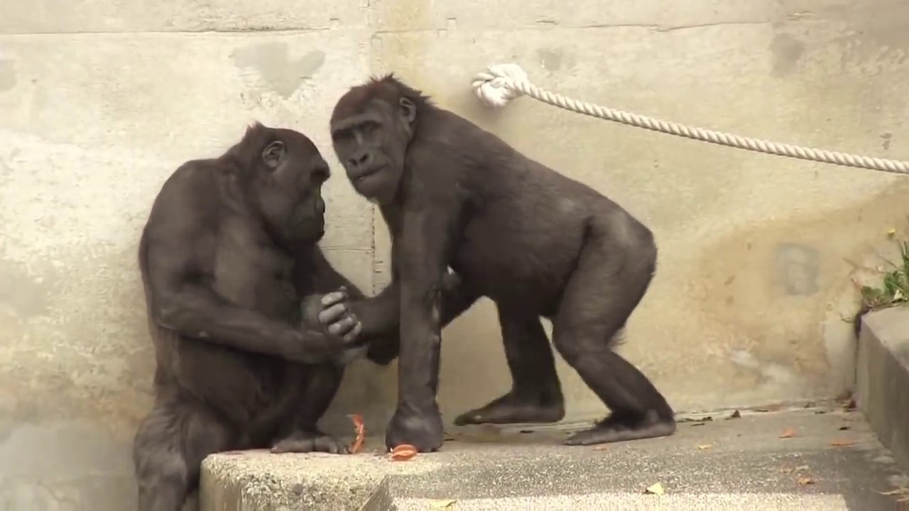  57 Annie Kiyomasa Child Gorilla Play YouTube