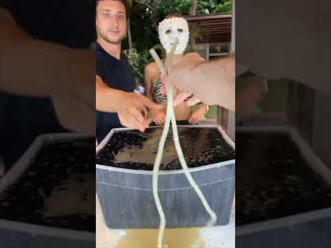 JULIUS DEIN - MENTOS FACE CHALLENGE!! - #Shorts - JULIUS DEIN - MENTOS FACE CHALLENGE!! - #Shorts