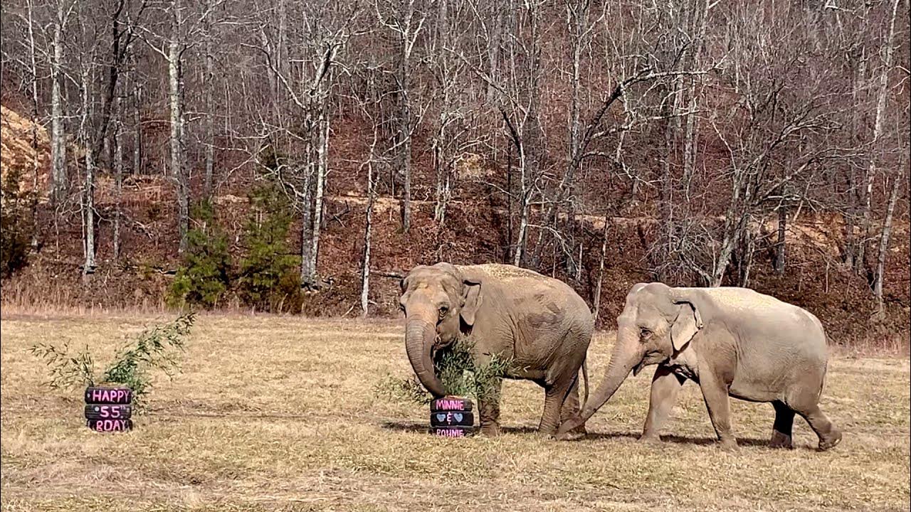 Green Elephant Sanctuary Урс фехра Urs Fehr.