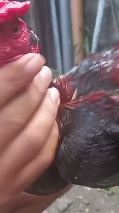 @Daddy Manok #shortvideo
