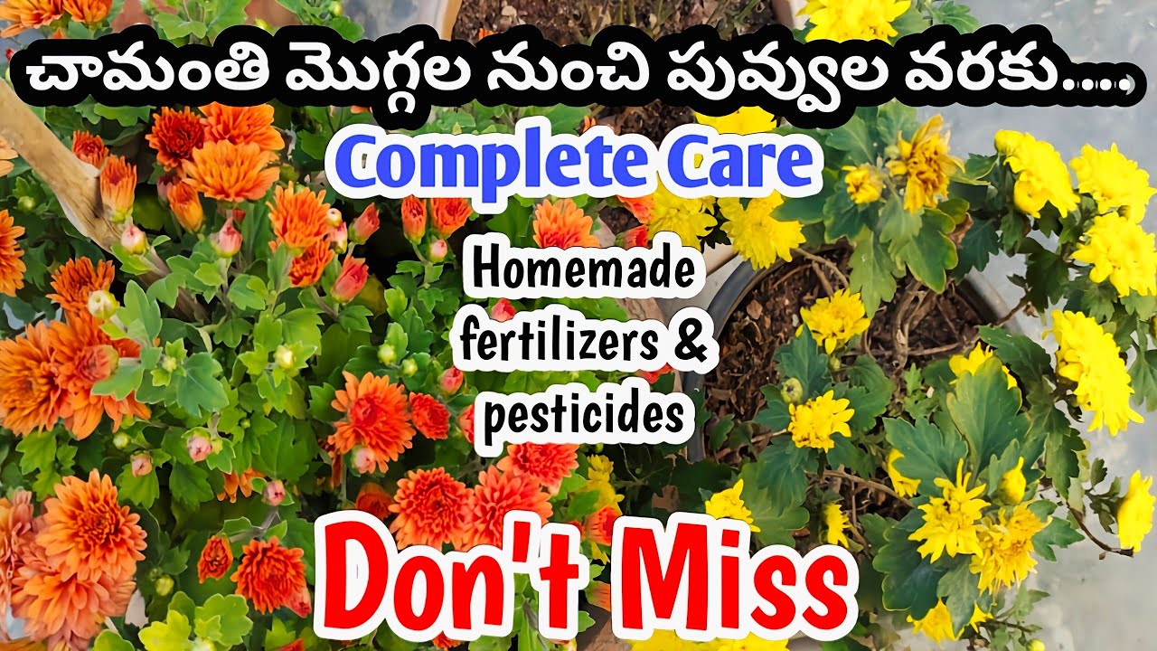 ఇంటి చిట్కాలతో చామంతి మొక్కలను సులభంగా పెంచవచ్చుHow to grow chamanthi