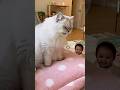 Cat Farts... Then Passes Out 「おならした猫、自分のにおいで倒れる😂💨」　　#funny #Retriever #baby #husky #cute