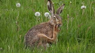 Zając szarak (Lepus europaeus)