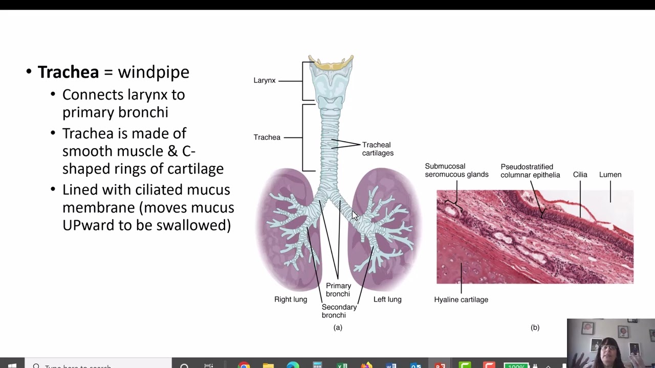 Chapter 22 - The Respiratory System